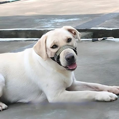 Muselière Chien / Keira - sur Labrador relaxant