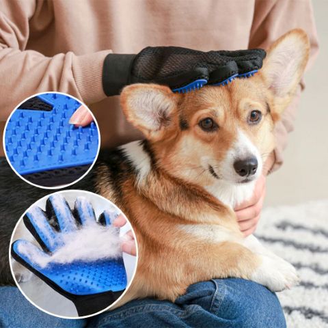 Toilettage Chien - Le Gant Mirko sur Corgi