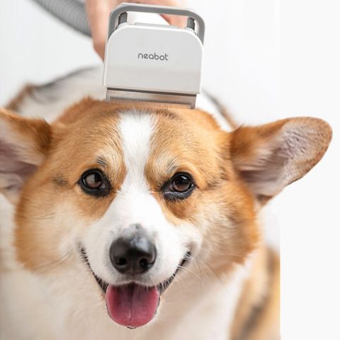 Aspirateur poil de chien / Westcott - Mon Chien Charlie