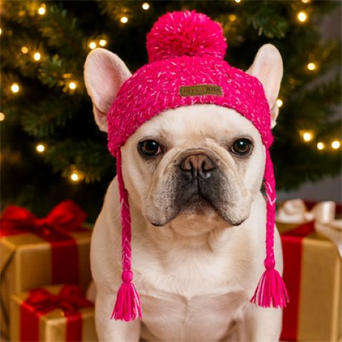 Bonnet Chien / Méo - Mon Chien Charlie
