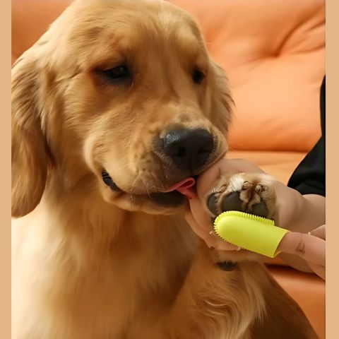 Brosse A Dent Chien / Médor - Mon Chien Charlie