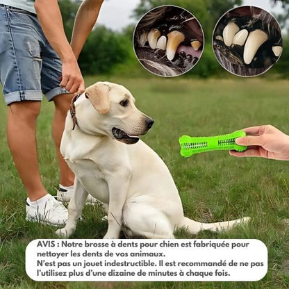 Brosse A Dent Chien / Zoé - Mon Chien Charlie