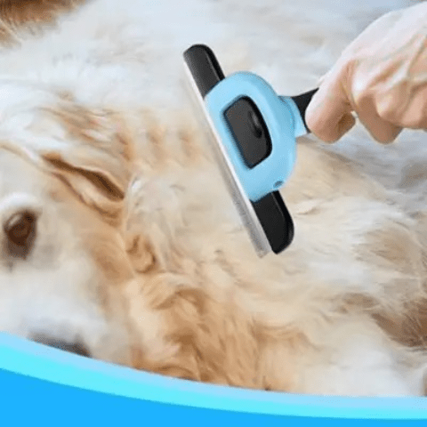 Brosse chien / Charlie - Mon chien Charlie