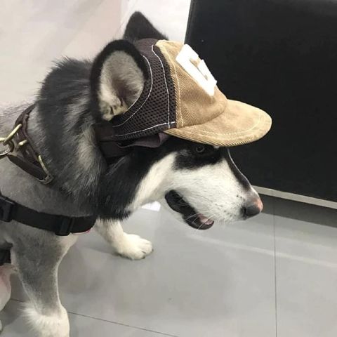 Casquette pour chien Goliath sur un chien husky, style de casquette beige avec visière et sangle gris foncé.