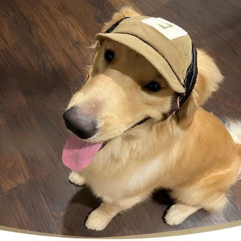 Chien Golden Retriever portant une casquette brun Casquette Chien / Goliath sur tête, regard souriant et langue sortie, assis sur un sol en bois.