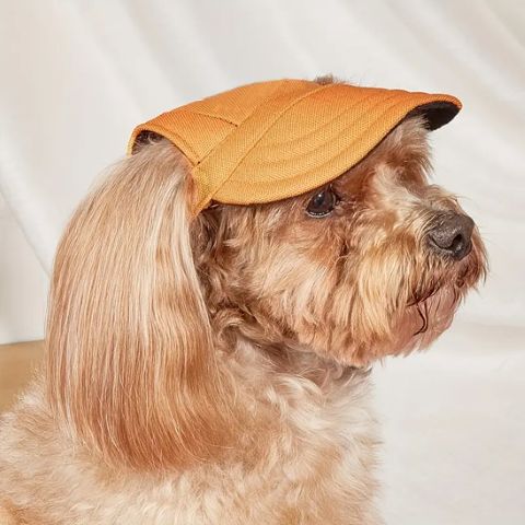 Casquette chien / Marley sur un chien beige, style casquette orange couvrant le dessus de la tête.
