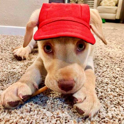 Casquette rouge portée par un chiot beige, Marley, assis sur un tapis, mangeant une surprise, regard doux et oreilles flétries.