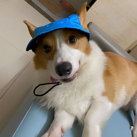 Chien corgi portant une casquette bleue Marley, souriant près de l’objectif, sangle noir, intérieur domestique.