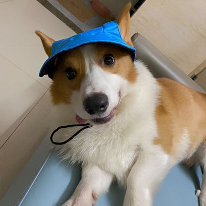 Chien corgi portant une casquette bleue Marley, souriant près de l’objectif, sangle noir, intérieur domestique.