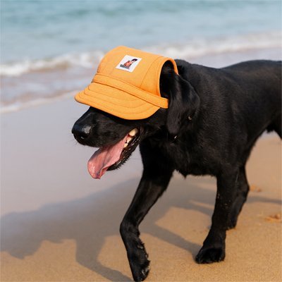 Chien noir portant une casquette orange sur la plage, le regard joyeux et langue sortie, casquette Mia Casquette Chien / Mia.