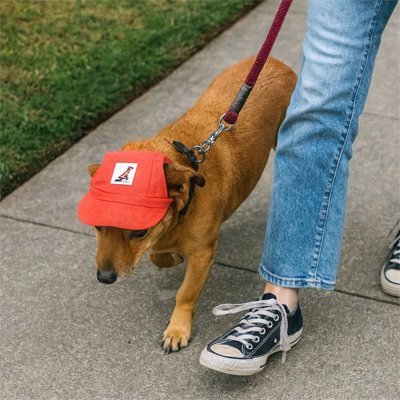 Chien marchant en laisse portant une casquette rouge / Mia sur le trottoir.