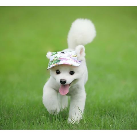 Casquette pour chien Nelly sur un chiot blanc courant dans l’herbe, museau heureux et langue pendante.