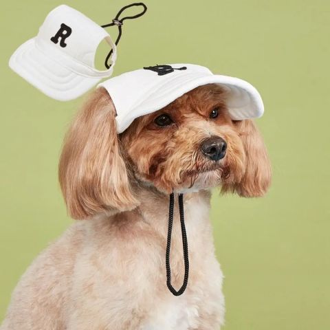 Casquette chien Rosco blanc sur un chien toiletté, avec visière blanche et cordelette noir ajustable , fond vert clair.
