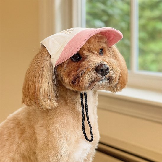 Casquette pour chien Rosco portée par un chien poilu beige, près d'une fenêtre, avec visière rose et sangle sous le menton.