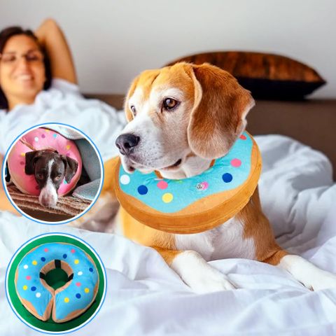 Collerette Chien / Marley - Mon Chien Charlie