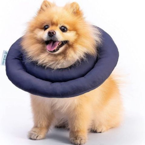 Collerette Chien / Maxy - Mon Chien Charlie