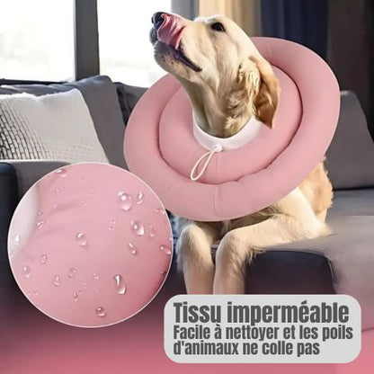 Collerette Chien / Maxy - Mon Chien Charlie