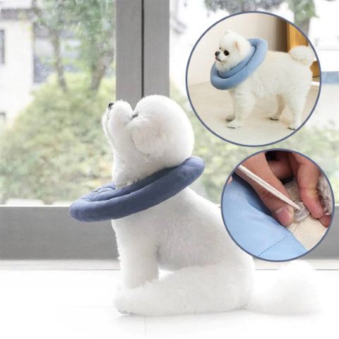 Collerette Chien / Maxy - Mon Chien Charlie