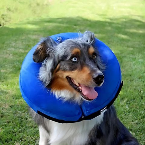 Collerette Chien / Rosco - Mon chien Charlie