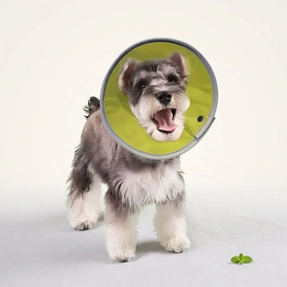 Chien petit et joyeux portant une collerette Troylie sur fond clair; vue de face, langue sortie, devant une petite feuille verte. Collerette Chien / Troylie.