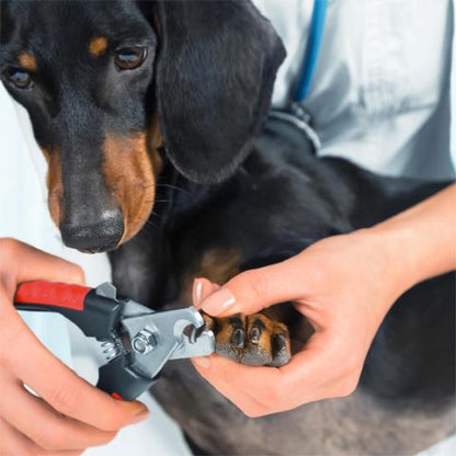 Coupe Ongle Chien / Charlie - Mon Chien Charlie