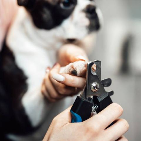 Coupe Ongle Chien / Charlie - Mon Chien Charlie