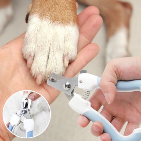 Coupe Ongle Chien / Ivy - Mon Chien Charlie