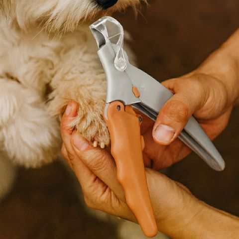 Coupe Ongle Chien / Tinour - Mon Chien Charlie