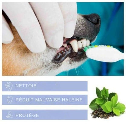 Dentifrice Chien / Pacane - Mon Chien Charlie