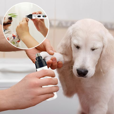 Meuleuse Ongle Chien / Zara - Mon Chien Charlie