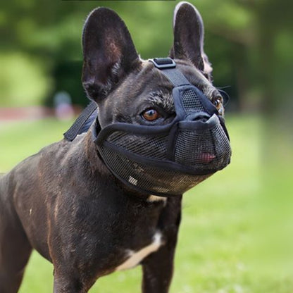 Muselière Chien / Ivy - Mon Chien Charlie