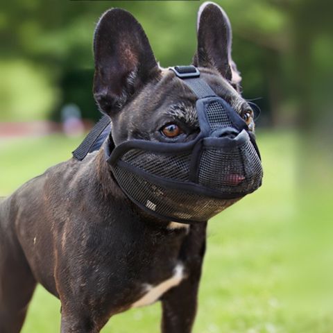 Muselière Chien / Ivy - Mon Chien Charlie