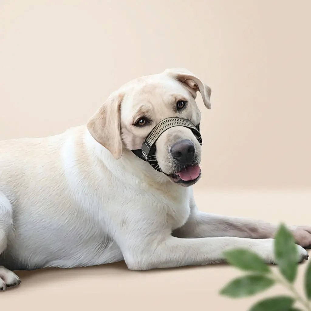 Chien blanc portant une muselière Keira, allongé sur fond beige, expression amicale et langue légèrement dehors. Muselière Chien / Keira.