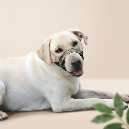 Chien blanc portant une muselière Keira, allongé sur fond beige, expression amicale et langue légèrement dehors. Muselière Chien / Keira.