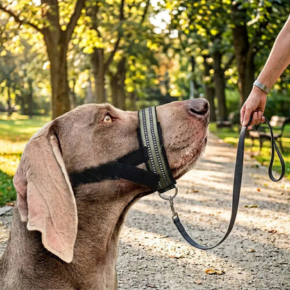 Muselière pour chien Keira en kaki, portée par un chien en promenade dans un parc, avec une laisse tenue par une main.