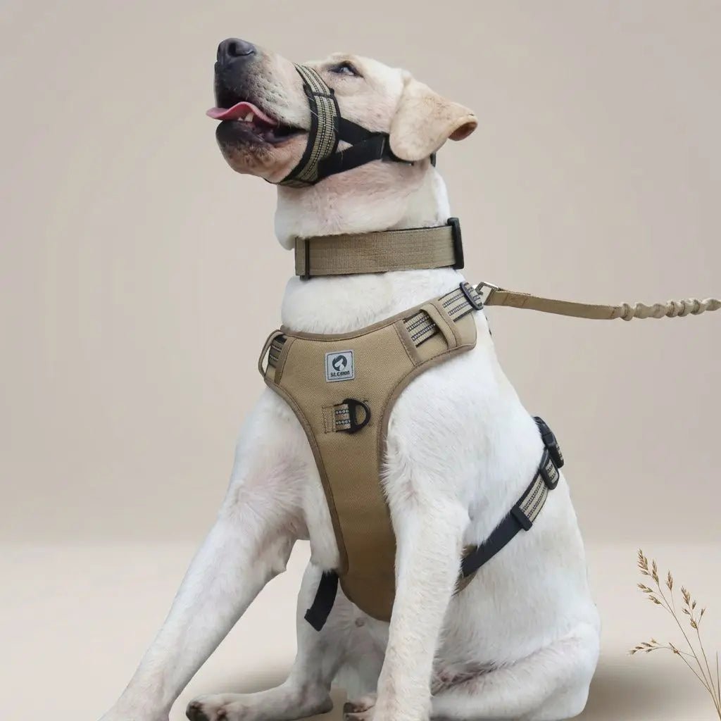 Muselière pour chien Keira kaki en harnais, chien assis, collier et laisses assortis visibles.