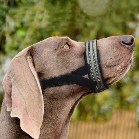 Muselière Chien / Keira - Mon Chien Charlie