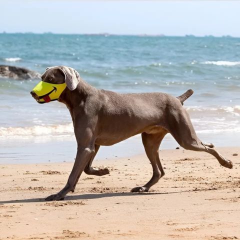 Muselière Chien / Loulou - comique jaune à la plage