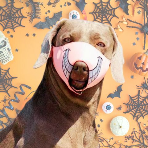 Muselière Chien / Loulou - Mon Chien Charlie