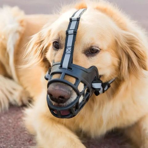Muselière Chien / Madox - Mon Chien Charlie