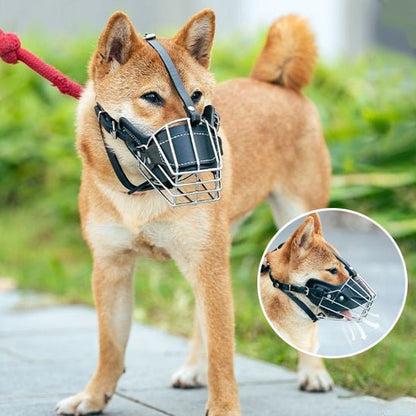 Muselière Chien / Maxy - sur Shiba en promenade