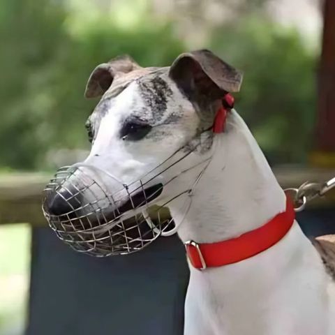 Muselière Chien / Méo - Mon Chien Charlie