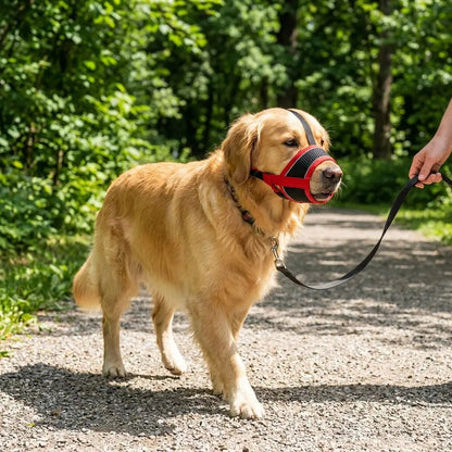 Chien golden retriever portant une muselière rouge, tenu en laisse par une personne dans un sentier ensoleillé. Produit: Muselière Chien / Pacane.