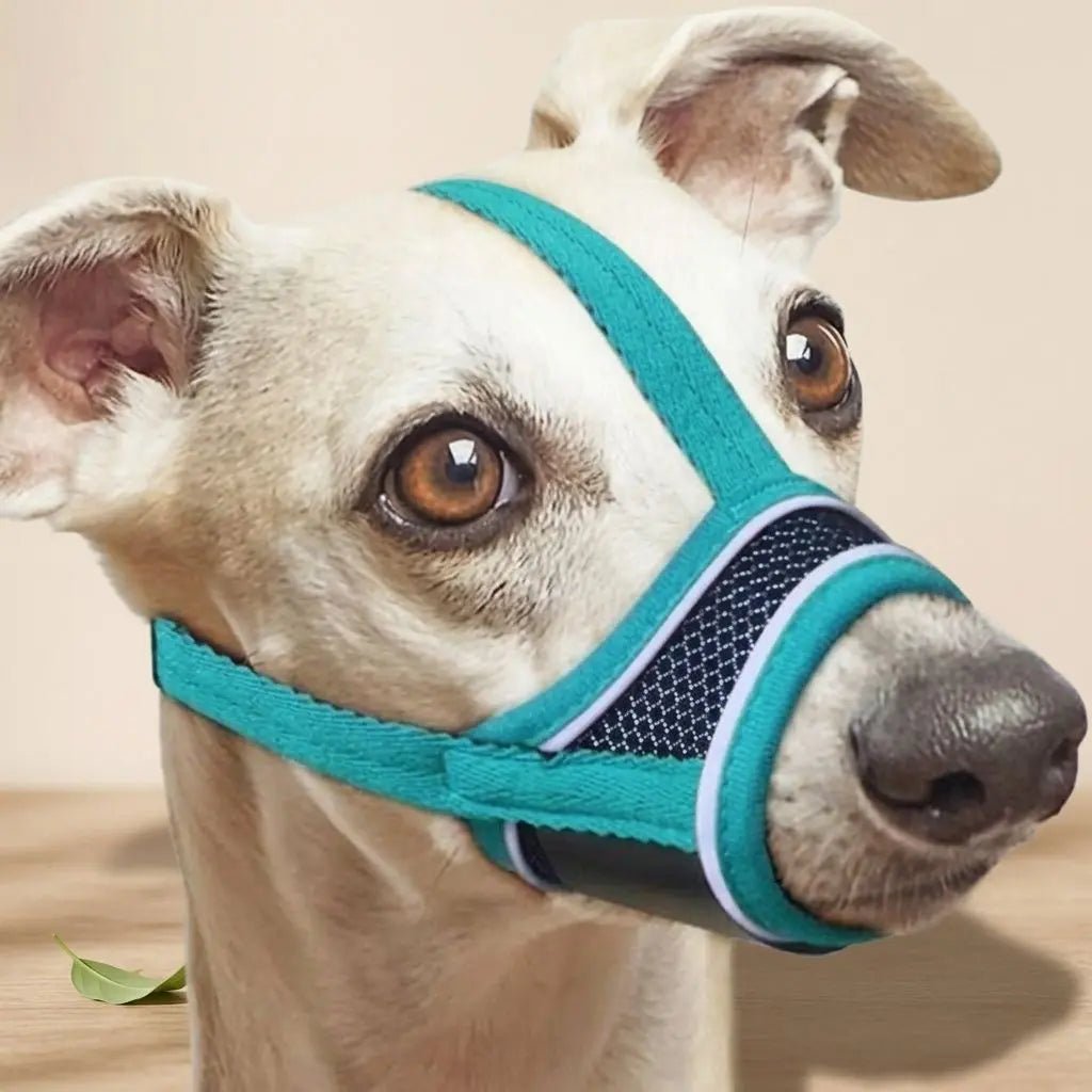 Muselière pour chien de couleur turquoise, ajustée sur le museau, en mesh noir. Mot-clé: Muselière Chien / Pacane.
