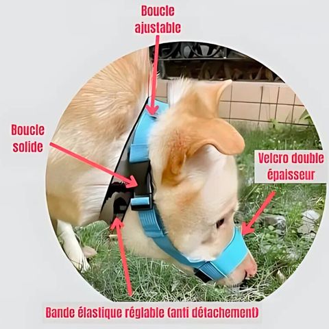 Muselière Chien / Tigars - Mon Chien Charlie