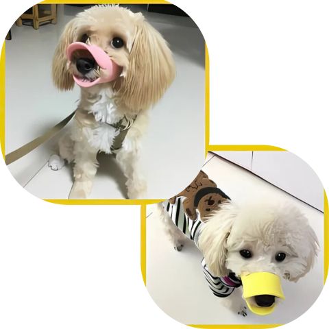 Muselière Chien / Tinour - petit chien