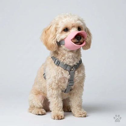Petit chien mignon portant une muselière rose et harnais gris, assis sur fond clair. produit Muselière Chien / Tinour.