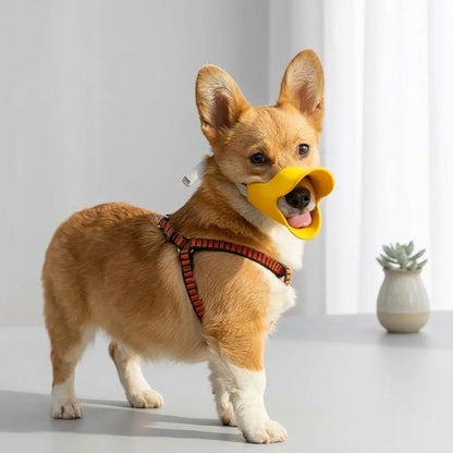 Muselière pour chien jaune sur un Corgi, portant harnais orange et noir dans une pièce lumineuse. Muselière Tinour.