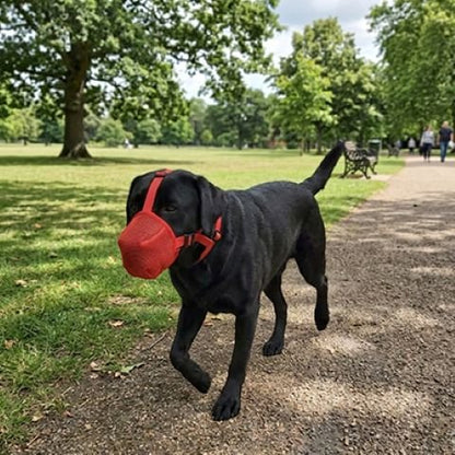 Chien labrador noir portant une muselière rouge, marchant dans un parc en jour ensoleillé.