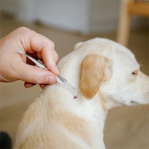 Pince Antiparasite / Shrek - Mon Chien Charlie